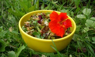 Рецепт - пикантный салат из настурции и зеленого лука